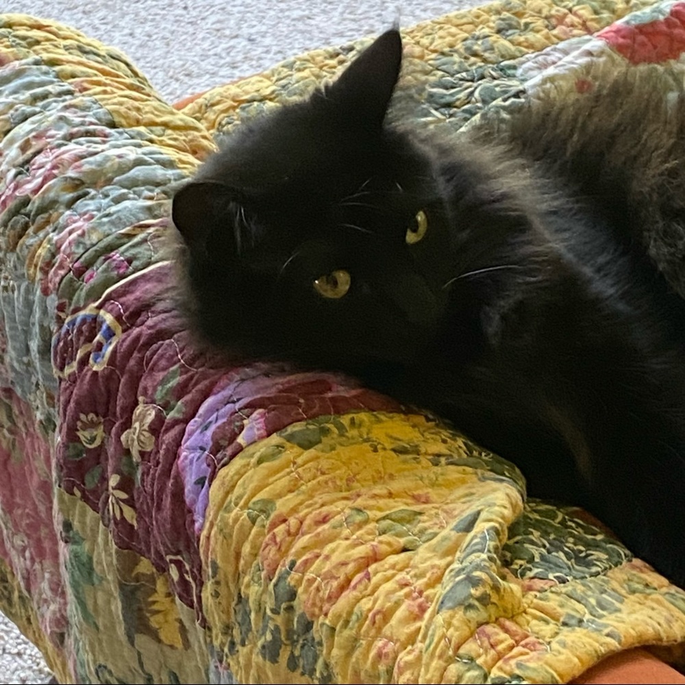 OUR ADORABLE UNA! 🐈⬛ - Picture 15 of 16